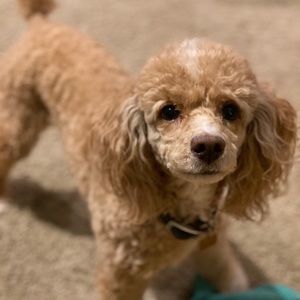 Meet your Posher, Molly